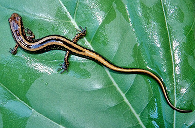 Three-lined Salamander